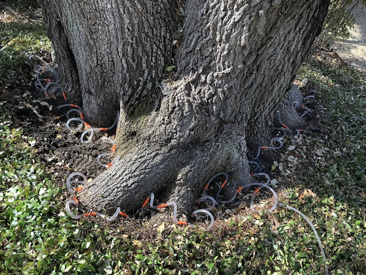Detailed Tree Cabling and Bracing job site in Sikeston