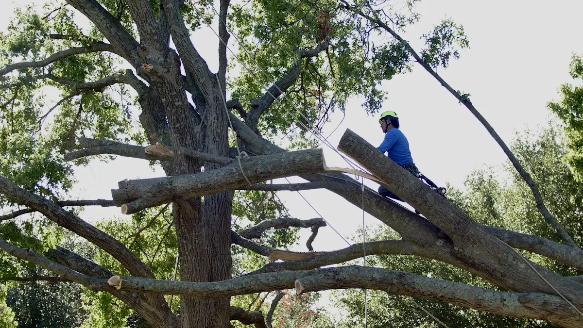 Professional Crown Thinning performed by certified arborists in Sikeston